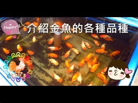 迷你金魚品種